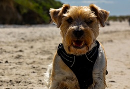 Hundefotografie
