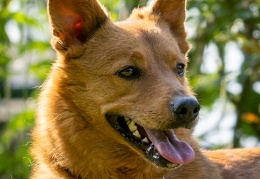 Hundefotografie